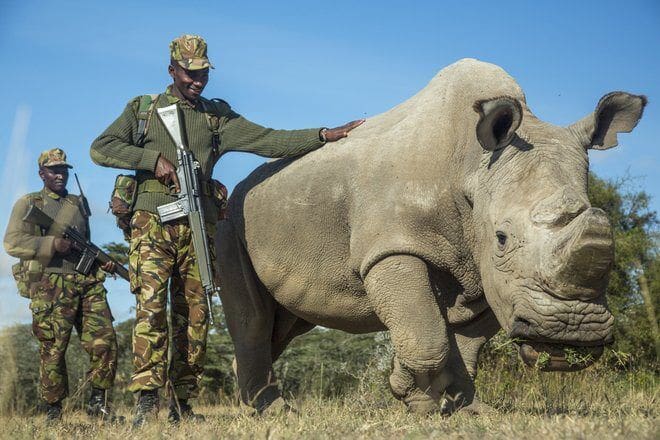 Sudan, More than a Rhino - Cheetah Safaris Kenya