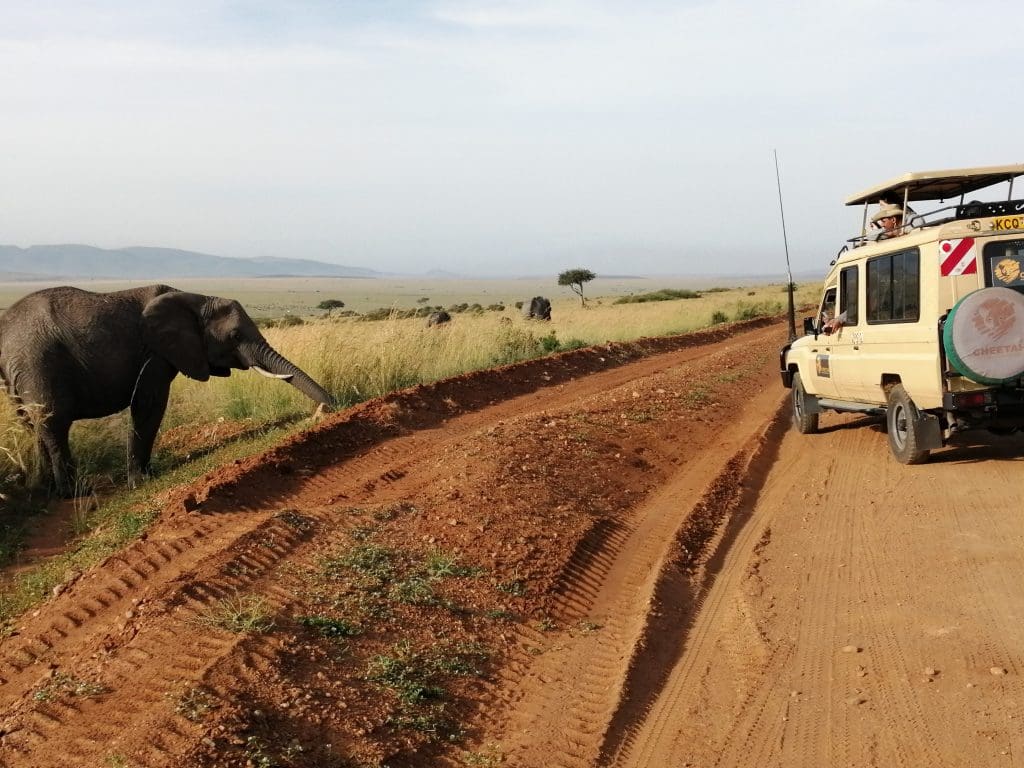 Kenya Safaris - African Safaris Holidays - Serengeti Safaris - Cheetah Safaris