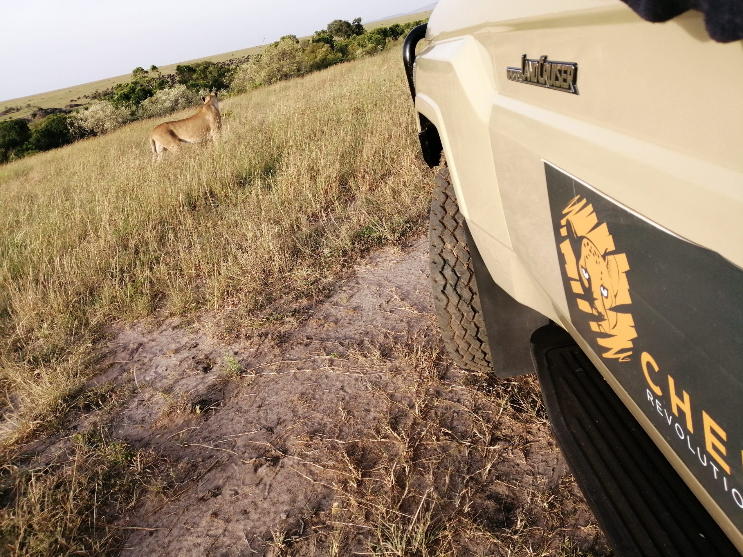 Masai Mara Safaris - Cheetah Safaris