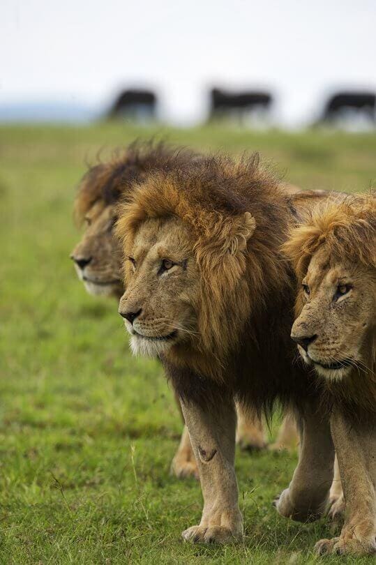 Kenya Safari Lion