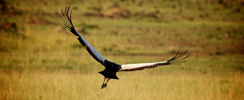 Kenya Safari Crane Bird