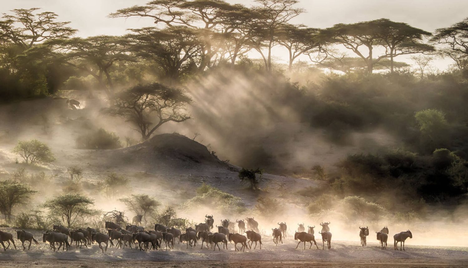 Wildebeest Migration Masai Mara Safari