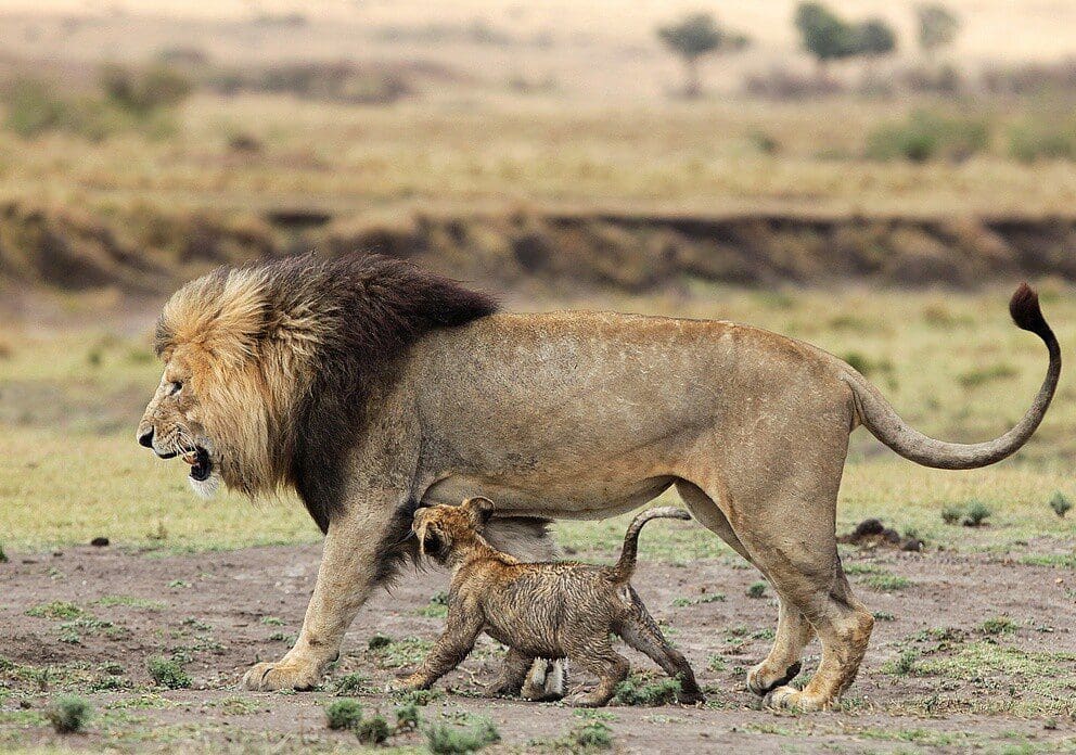 Lion With Cub