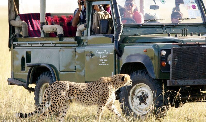 Cheetah and a car