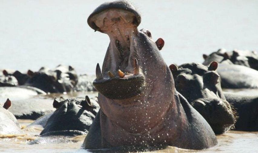 Male hippo
