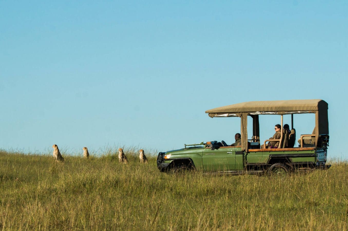Following Cheetahs on Safari
