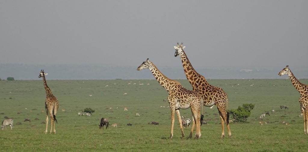 Enonkishu Conservancy - Masai Mara - Masai Mara Game Reserve Guide For Tourists
