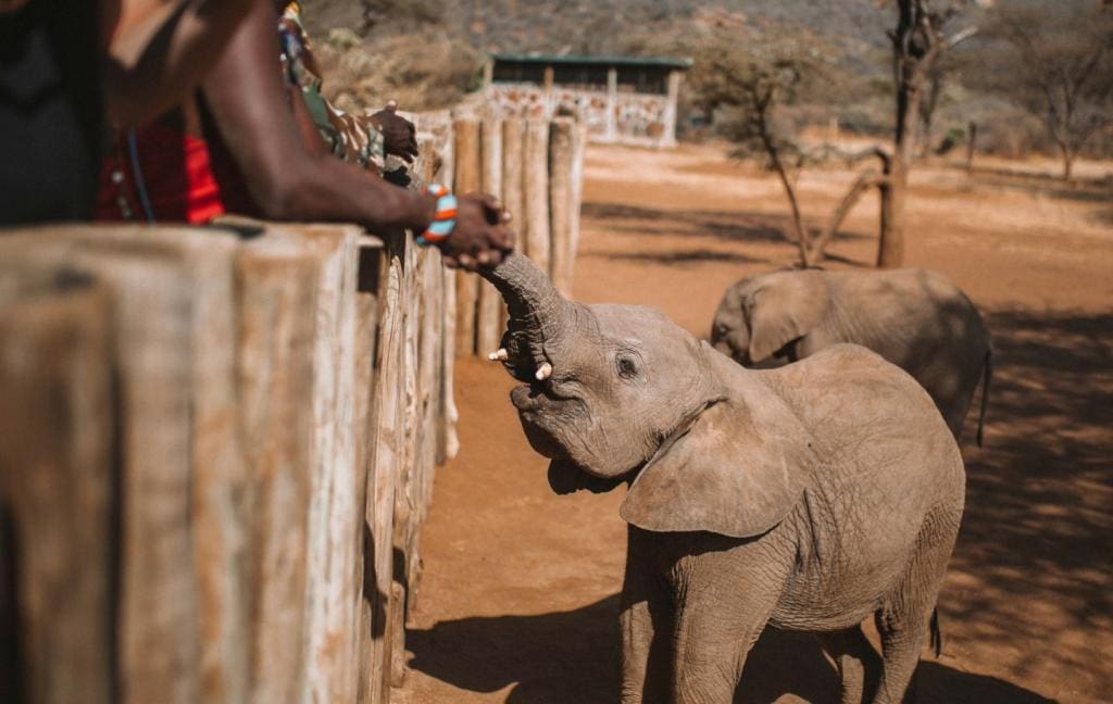 11 Days Elephant And Rhino Safari In Kenya, Wildlife Conservation Tours