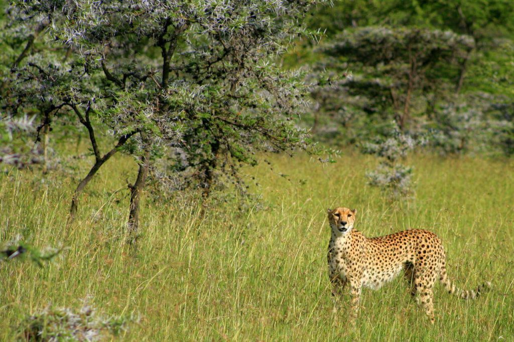 Cheetah Safaris - Kenya Safaris