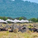 Wildebeest Migration Safaris in Kenya and Tanzania - Cheetah Safaris