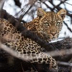 jabali private house ruaha national park camps cheetah safaris 3