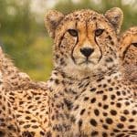 Kenya Safaris - African Safaris Holidays - Serengeti Safaris - Cheetah Safaris UK
