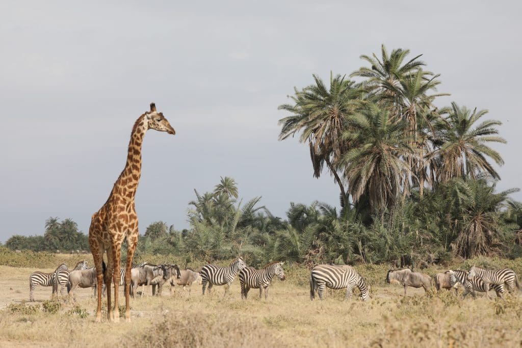 Amboseli National Park Kenya Safaris - Kenya Safari Holidays - African Safaris - Cheetah Safaris