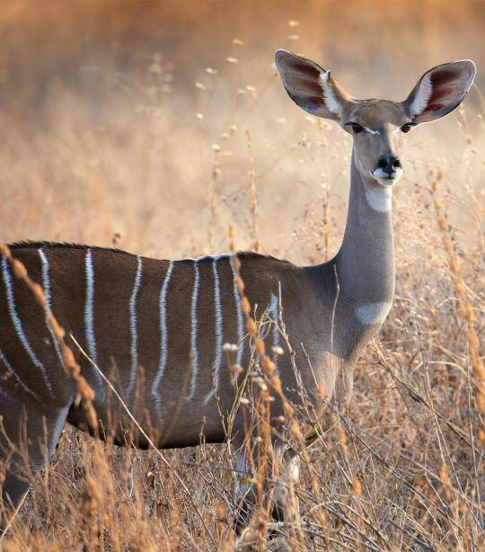 Female Lesser Kudu