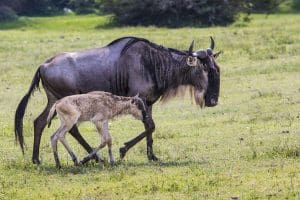Ndutu Wildebeest Calving Season - Tanzania Safaris - Cheetah Safaris