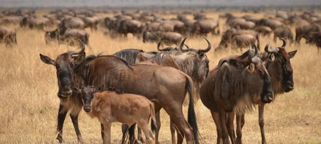 Ndutu Wildebeest Calving Season - Tanzania Safaris Masai Mara or Serengeti?