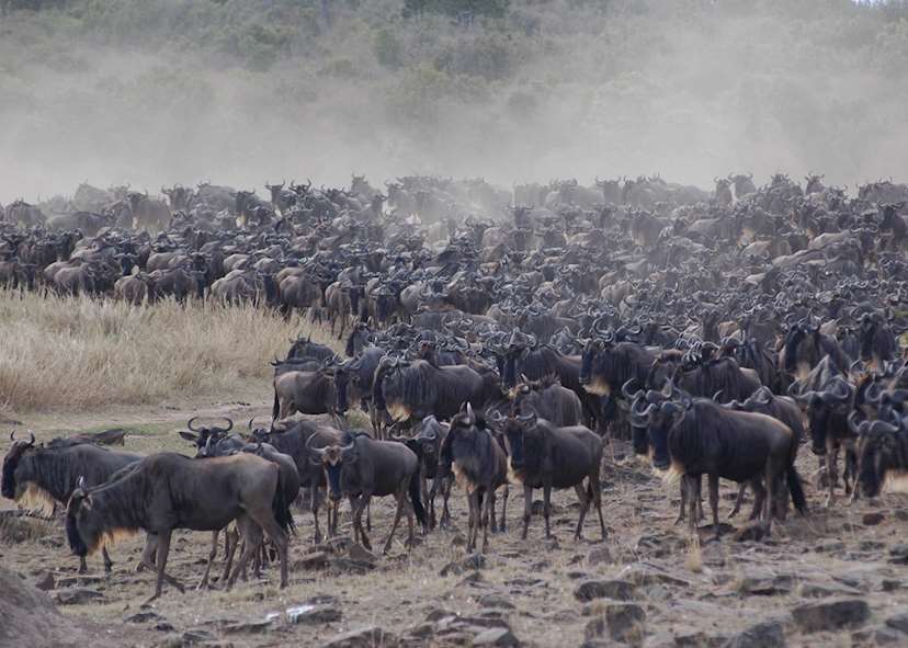 Wildebeest Migration Safaris in Kenya and Tanzania Masai Mara Safaris - Serengetu Safaris- Cheetah Safaris