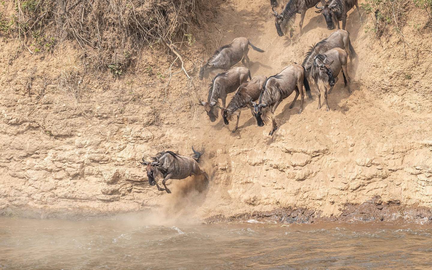 Wildebeest Migration Safaris in Kenya and Tanzania Masai Mara Safaris - Serengeti Safaris- Cheetah Safaris