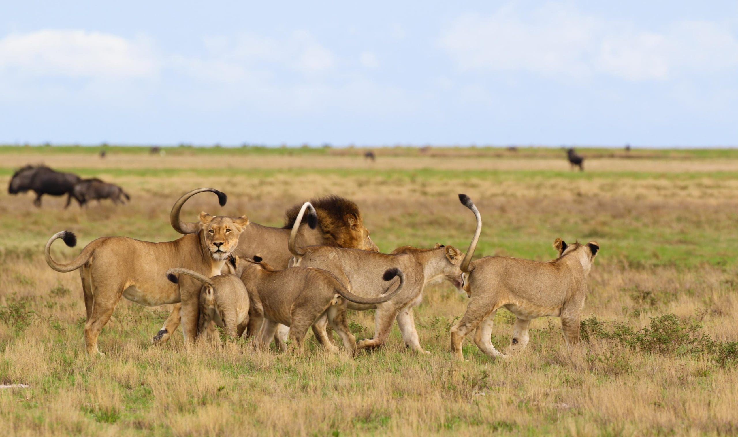 Liuwa Plains National park-Five Safari National Parks to Visit a round Livingstone Zambia