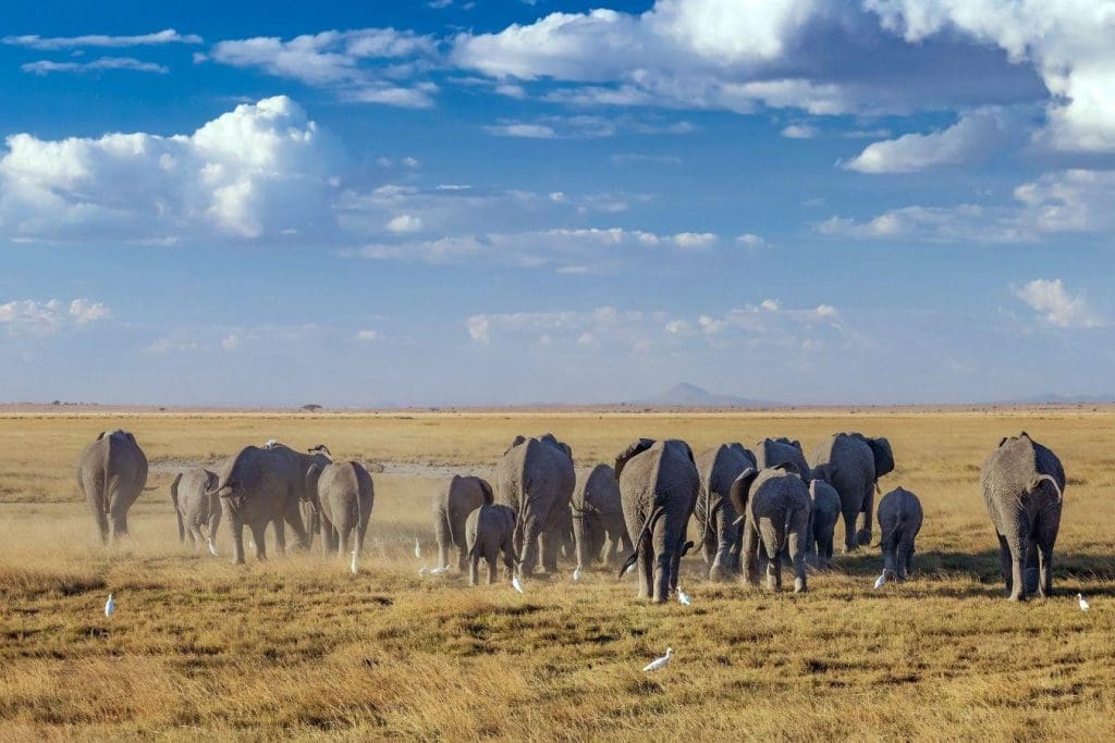 Amboseli Safaris - Kenya Safaris - African Safaris - Safari in Kenya Cost - Cheetah Safaris