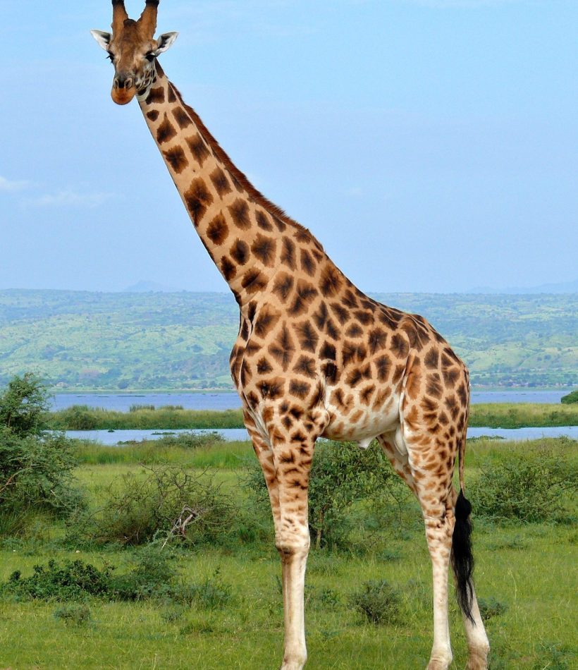 Kenya Safaris - Best Time To Visit Africa - Tanzania Safaris - Cheetah Safaris