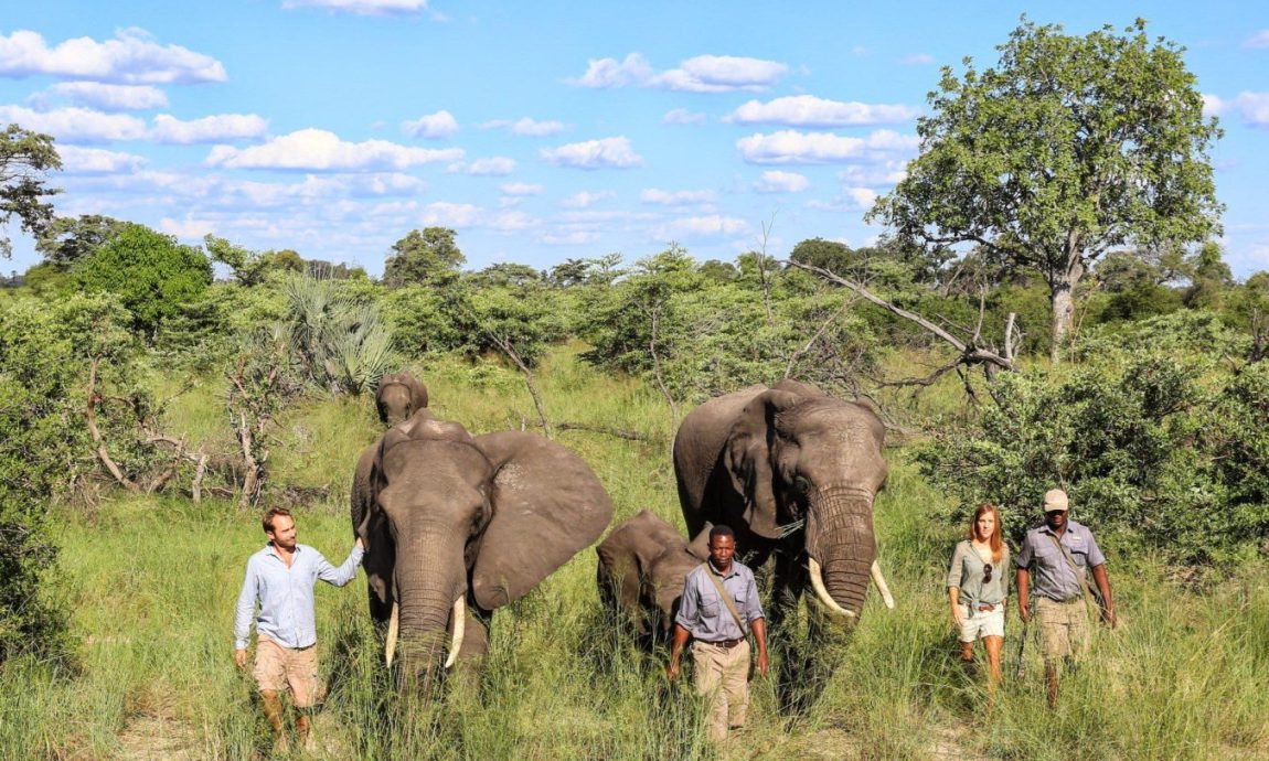 Abu camp elephant guests walking safari Andrew Howard