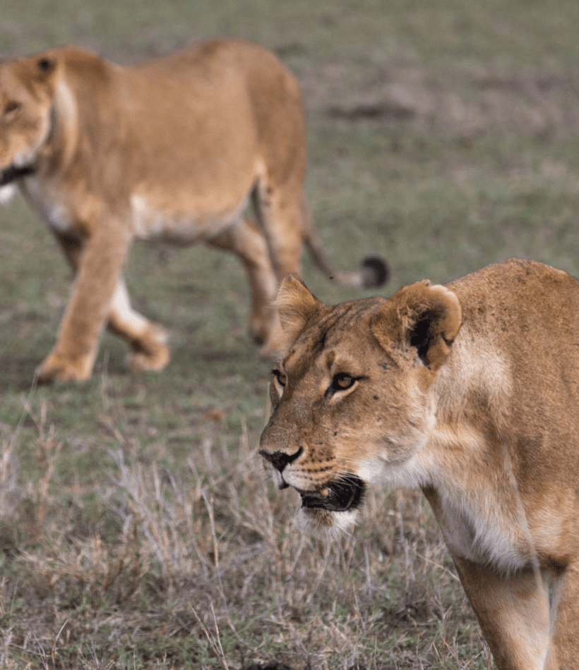 Borana Conservancy - Laikipia - Cheetah Safaris