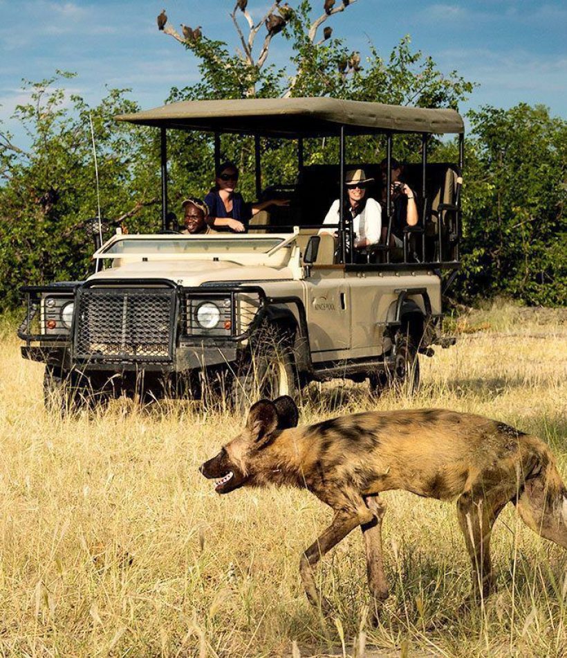Botswana Linyanti WildernessSafaris KingsPool GameDrive WildDog puzmqyjpyq1rs4cepyqopca2d0nnyjg9z66b5o9na4