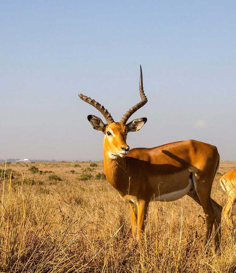 Impala at Nairobi National Park