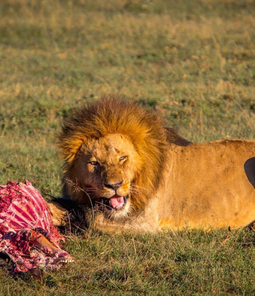 Olkinyei Conservancy - Masai Mara