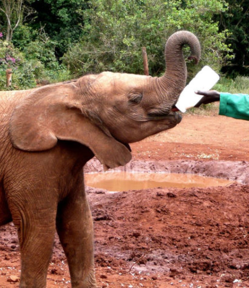 Nairobi_David-Sheldrick-Elephant-Ophanage-960x500