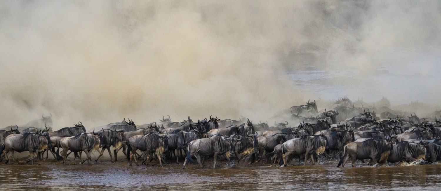 Wildebeest Migration Safaris in Kenya and Tanzania Masai Mara Safaris - Serengetu Safaris- Cheetah Safaris