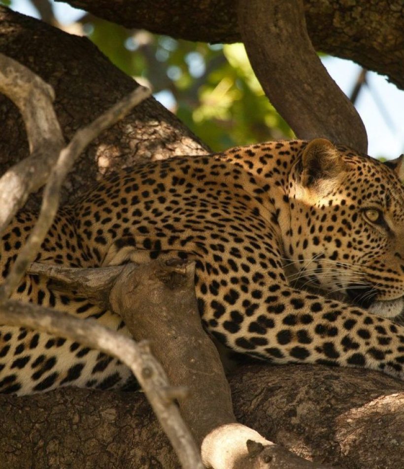 Solio Ranch and Conservancy in Kenya - Solio Lodge - Cheetah Safaris