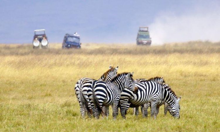 Tanzania Safaris - Ngorongor Crater - Cheetah Safaris
