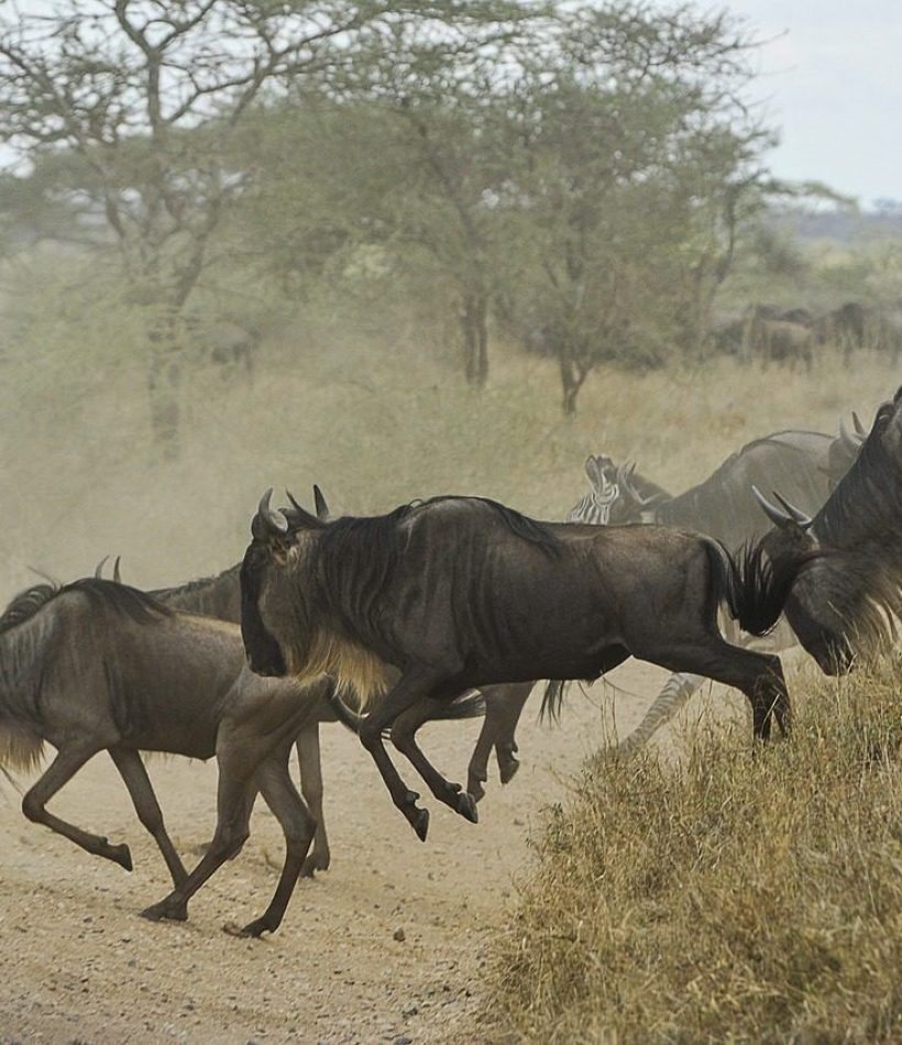 Masai Mara Safaris - Wildebeest Migration Safaris - Kenya Safaris - Cheetah Safaris