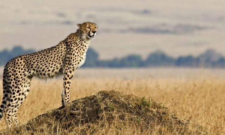 Serengeti National Park - Tanzania Safaris - Cheetah Safaris