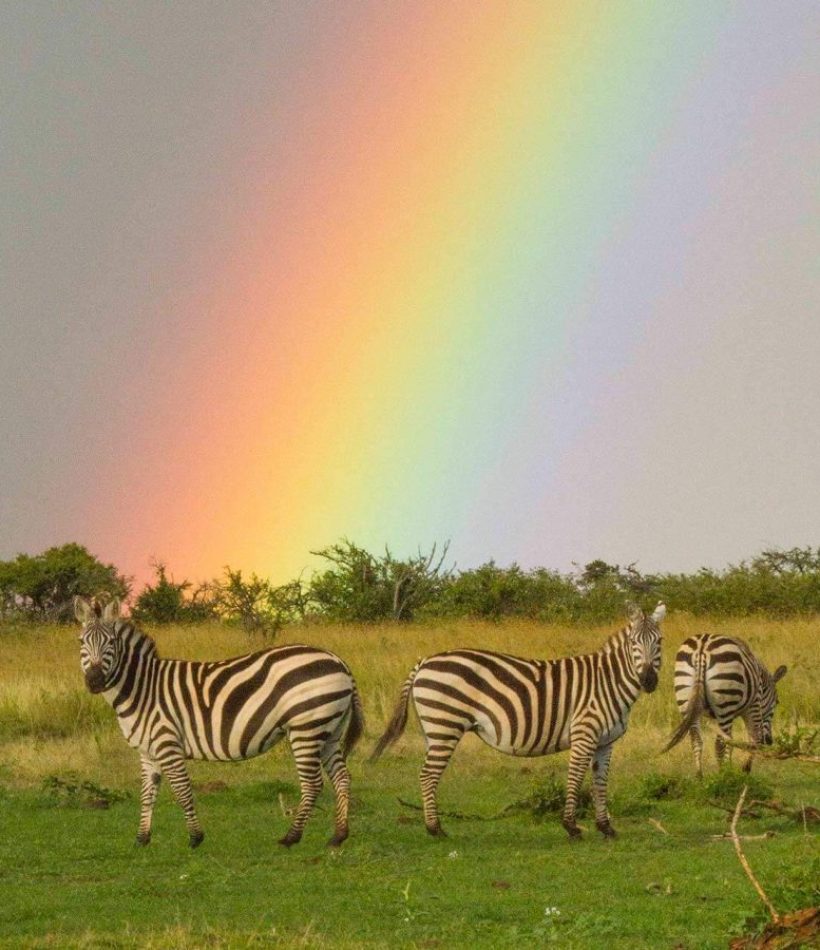 insta maurice.schutgens zebra rainbow 1