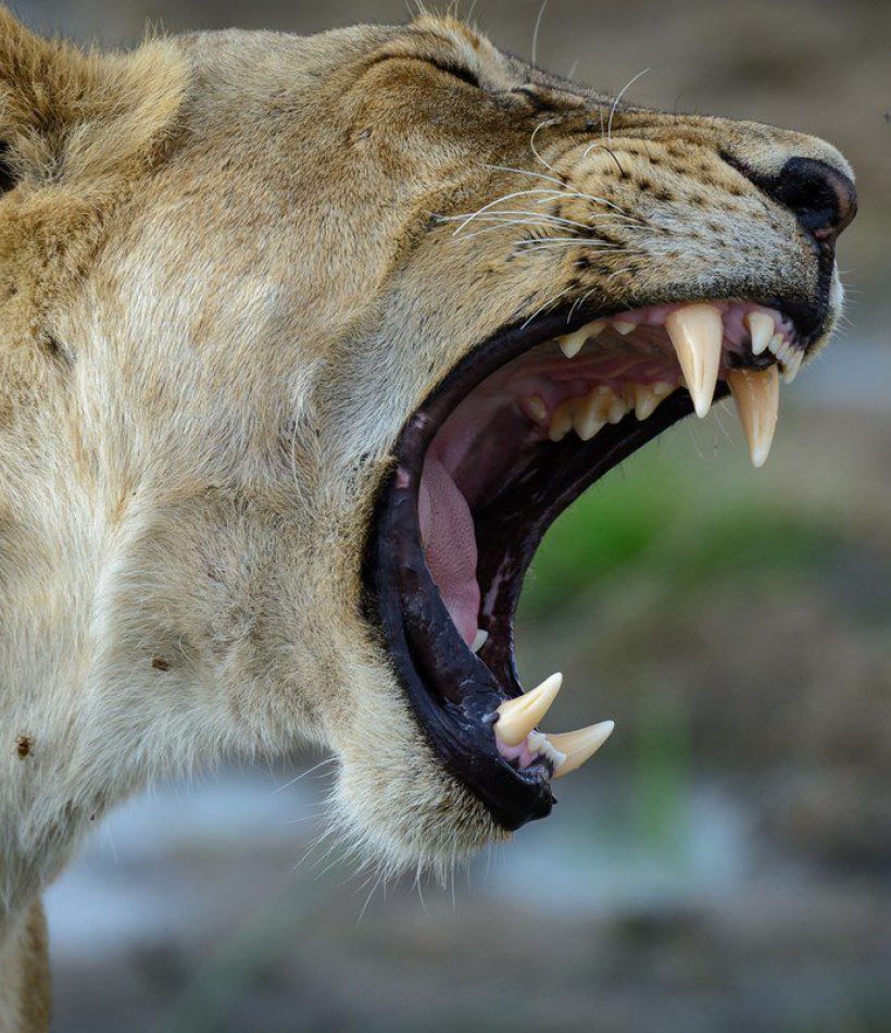 15-jabali-ridge-lioness-yawning