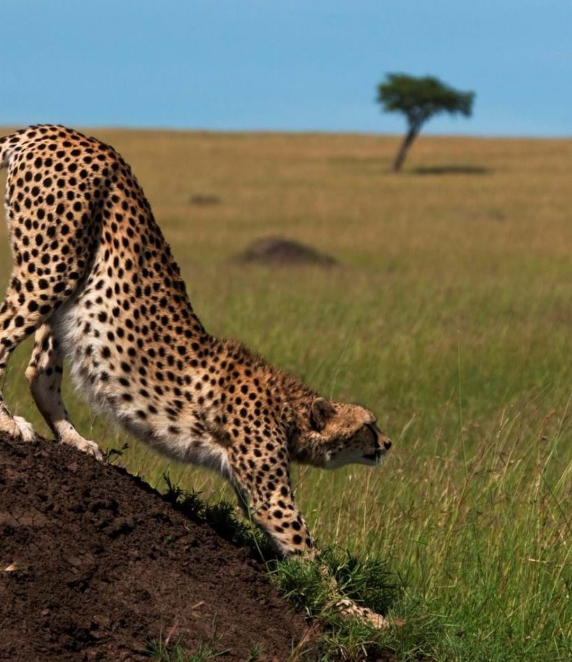 Olkinyei Conservancy - Masai Mara
