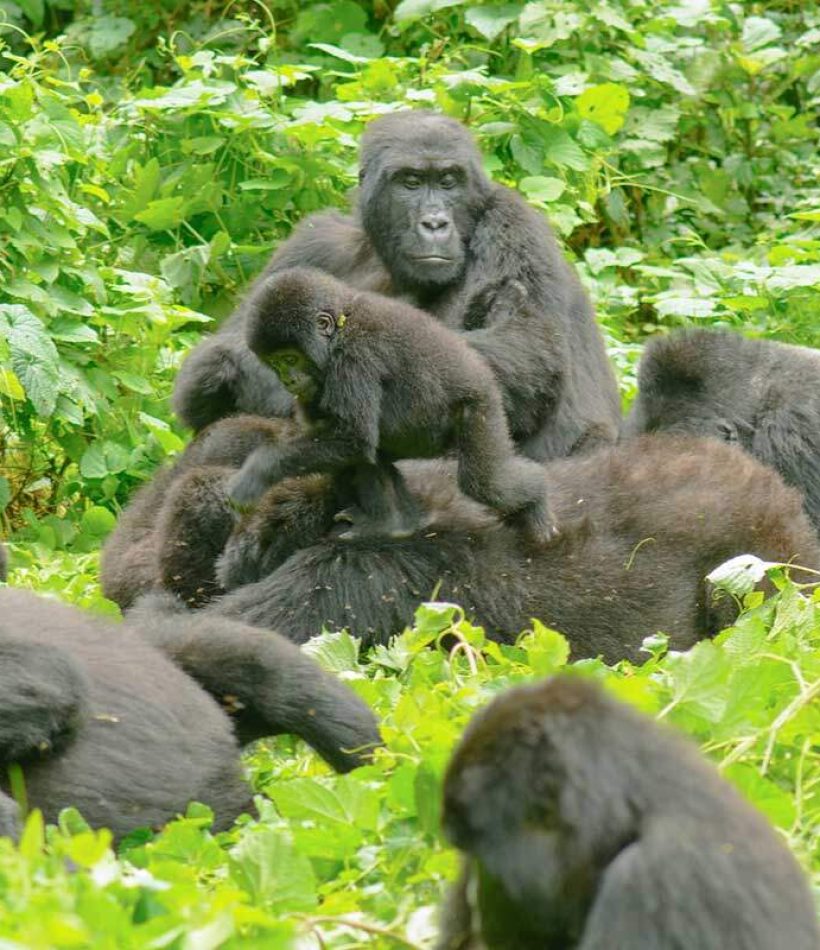Gorilla Trekking Safaris - Uganda Safaris - Cheetah Safaris