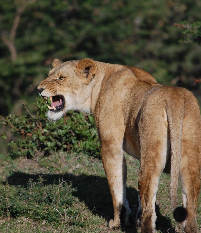 Naboisho Conservancy - Masai Mara - Cheetah Safaris