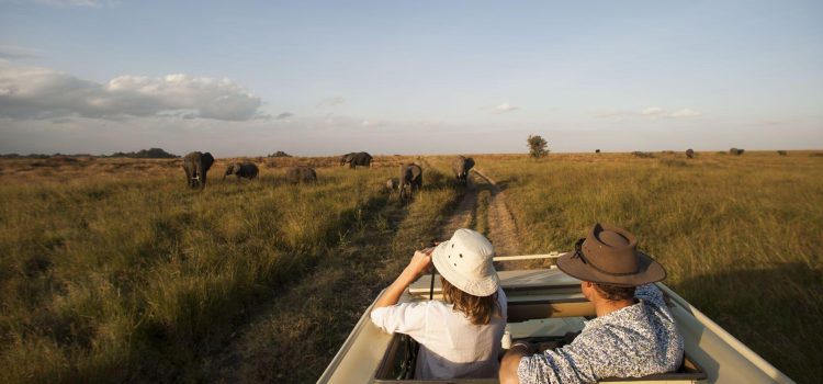 Reasons To Book a Kenya and Tanzania Safari Tour