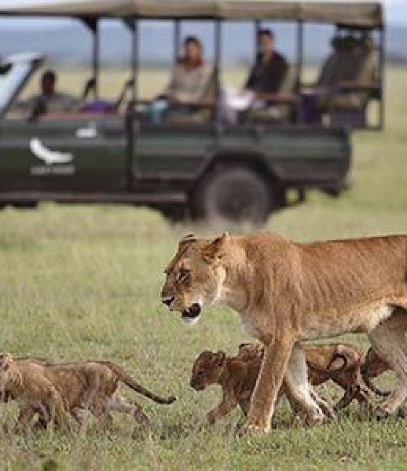 Tanzania Safaris -African Safaris Holidays - Serengeti Safaris - Ngorongoro Safaris - Cheetah Safaris