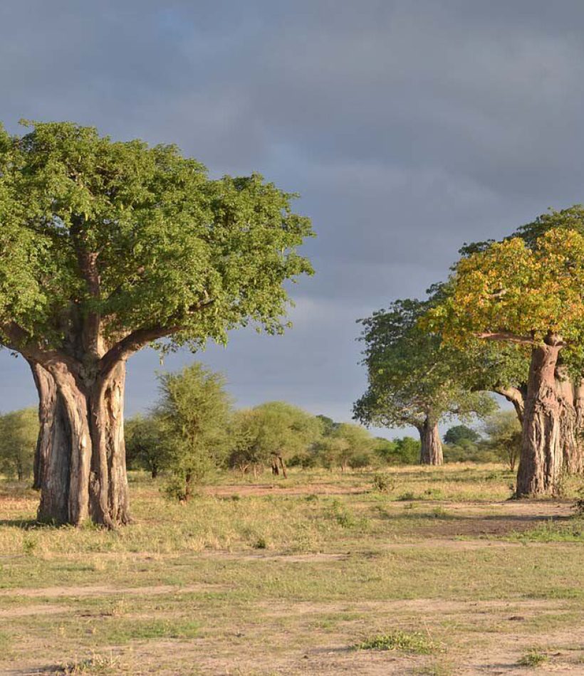 Tarangire National Park - Tanzania Safaris - Cheetah Safaris