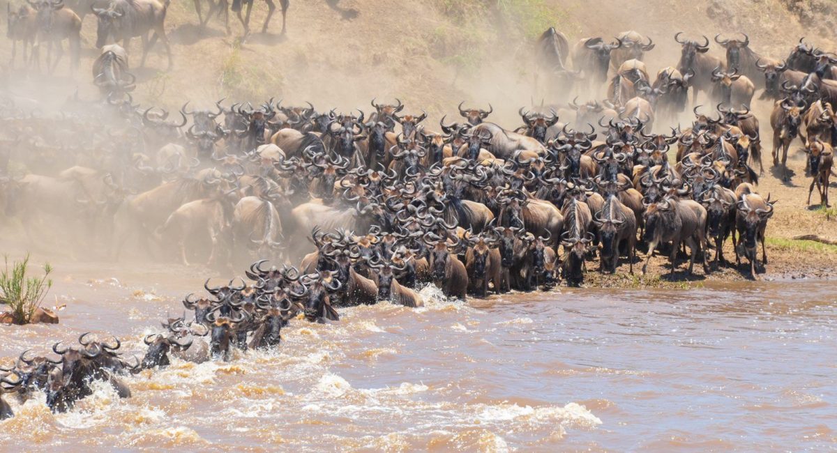 The Complete Great Wildebeest Migration Guide For Tourists - Everything you need to know